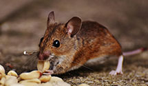 24 Hour & Emergency Exterminators in Lykens, PA